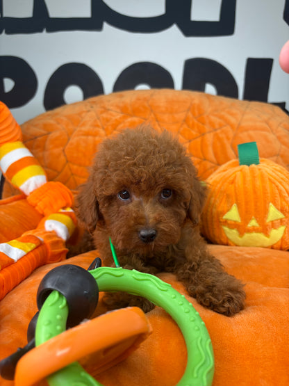 Dark Red Male Toy Poodle  ( Deposit Only‼️Please Read The Description Below‼️)