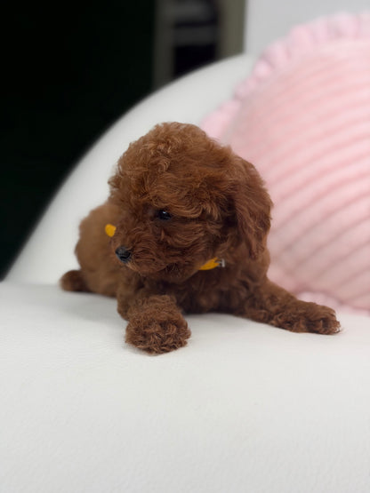 Dark Red Male Teacup Poodle (Deposit Only‼️ Please Red The DESCRIPTION Below‼️)