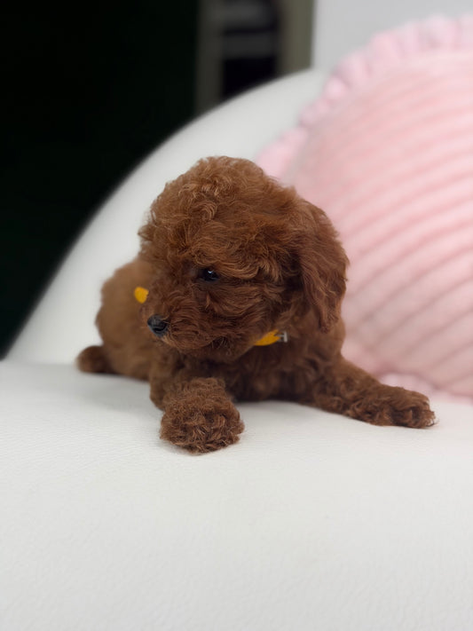 Dark Red Male Teacup Poodle (Deposit Only‼️ Please Red The DESCRIPTION Below‼️)