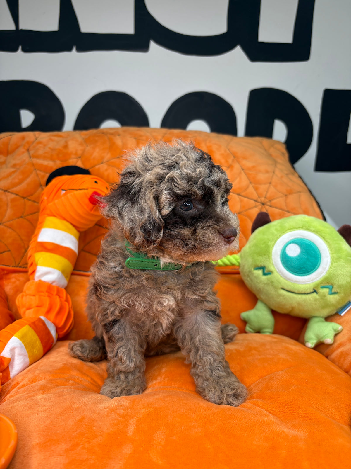 Chocolate Merle Male Teacup Poodle (Deposit Only ‼️ Please Read DESCRIPTION Below‼️)