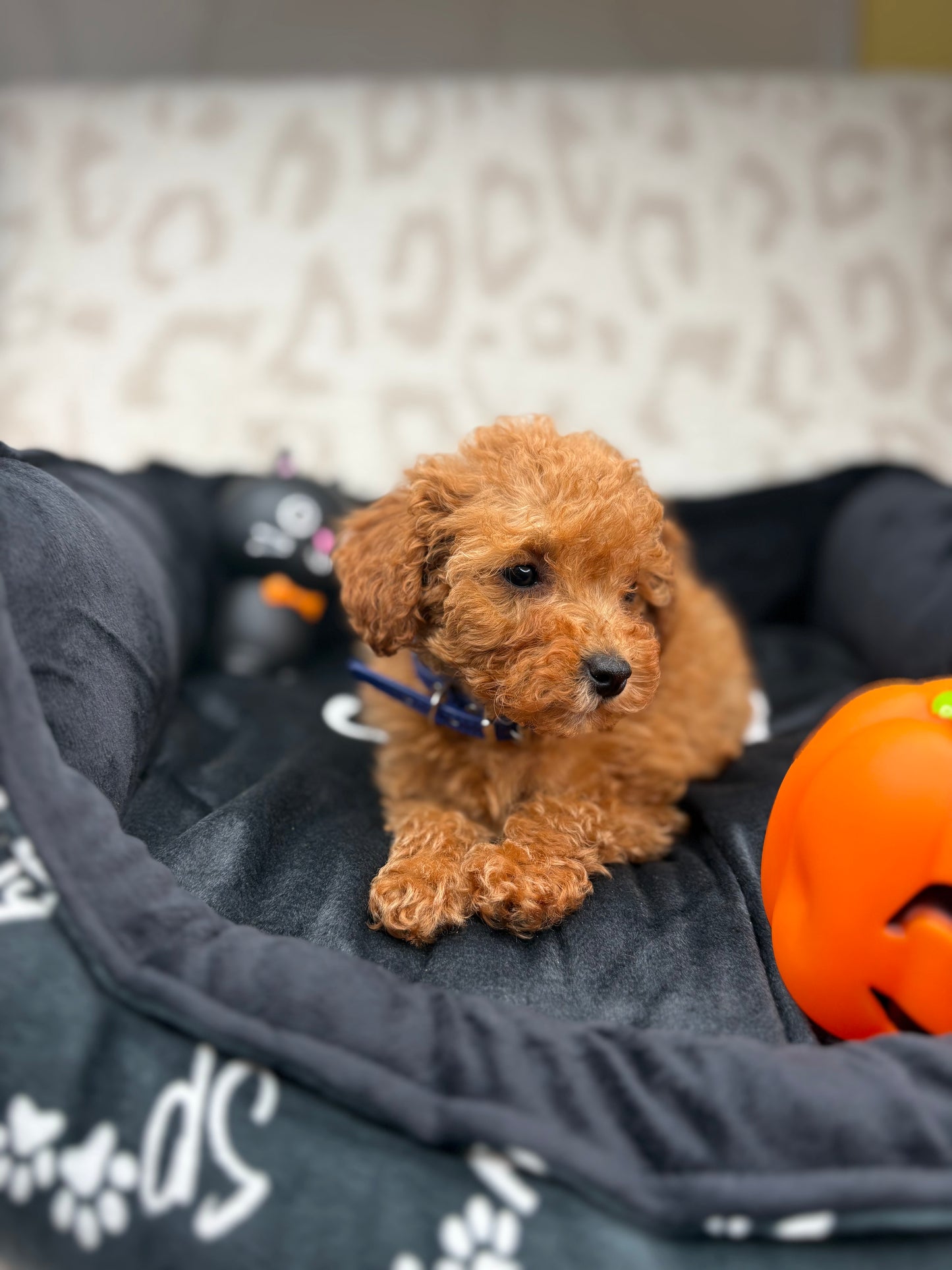Apricot Female Teacup Poodle (Deposit Only Please Read The DESCRIPTION Below‼️