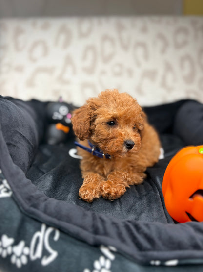 Apricot Female Teacup Poodle (Deposit Only Please Read The DESCRIPTION Below‼️