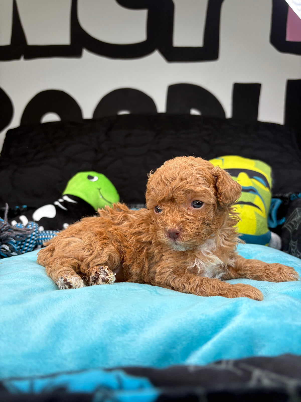 VERY TINY Phil The Apricot Male Teacup Poodle (Deposit Only‼️ Please Read The Description Below‼️)