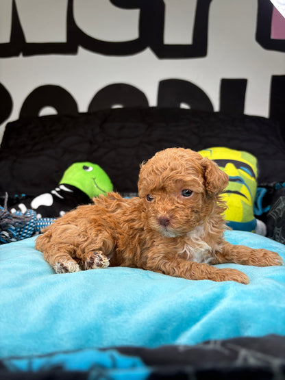 VERY TINY Phil The Apricot Male Teacup Poodle (Deposit Only‼️ Please Read The Description Below‼️)
