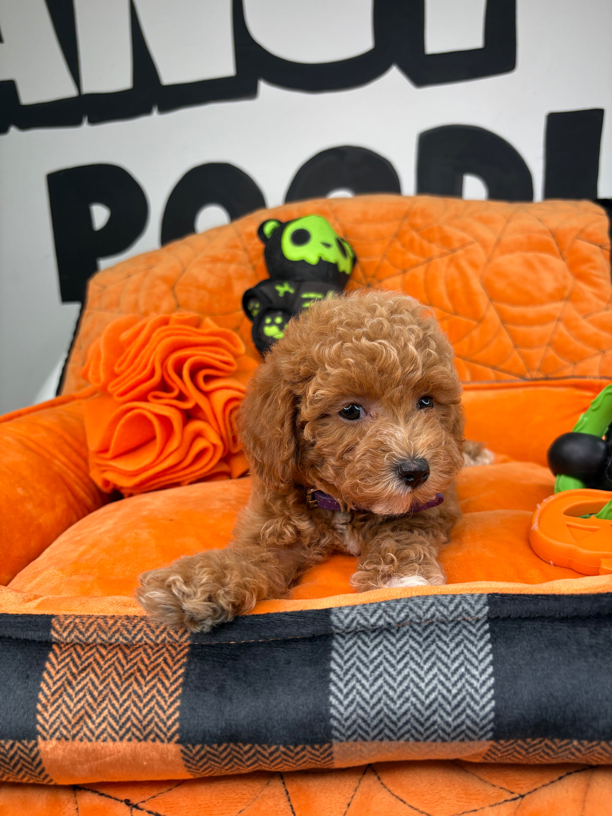 Red And White Female Toy Poodle ( Deposit Only, Please Read The DESCRIPTION Below‼️)