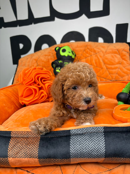 Red And White Female Toy Poodle ( Deposit Only, Please Read The DESCRIPTION Below‼️)