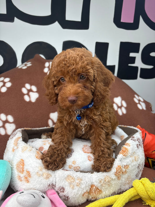 (Blue Eyes Red Nose) Red Male Miniature Poodle (Deposit Only, Please Read The Description Below‼️)