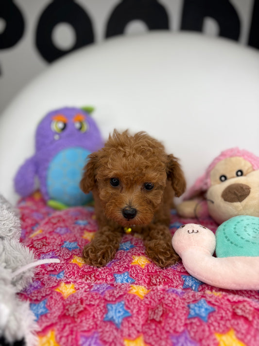 Apricot Female Teacup Poodle ‼️(Deposit Only ‼️ Please Read The Description Below ‼️)
