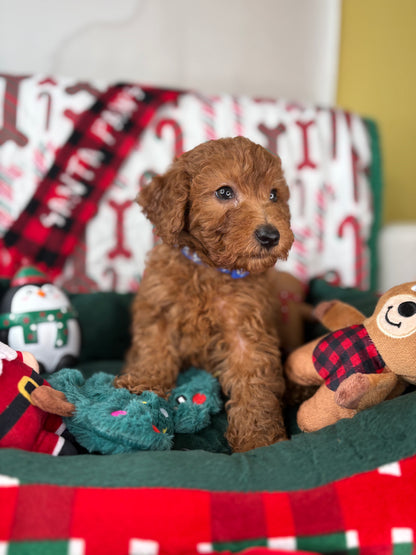 Red Male Miniture Poodle  (Deposit Only, Please Read The Description Below‼️)