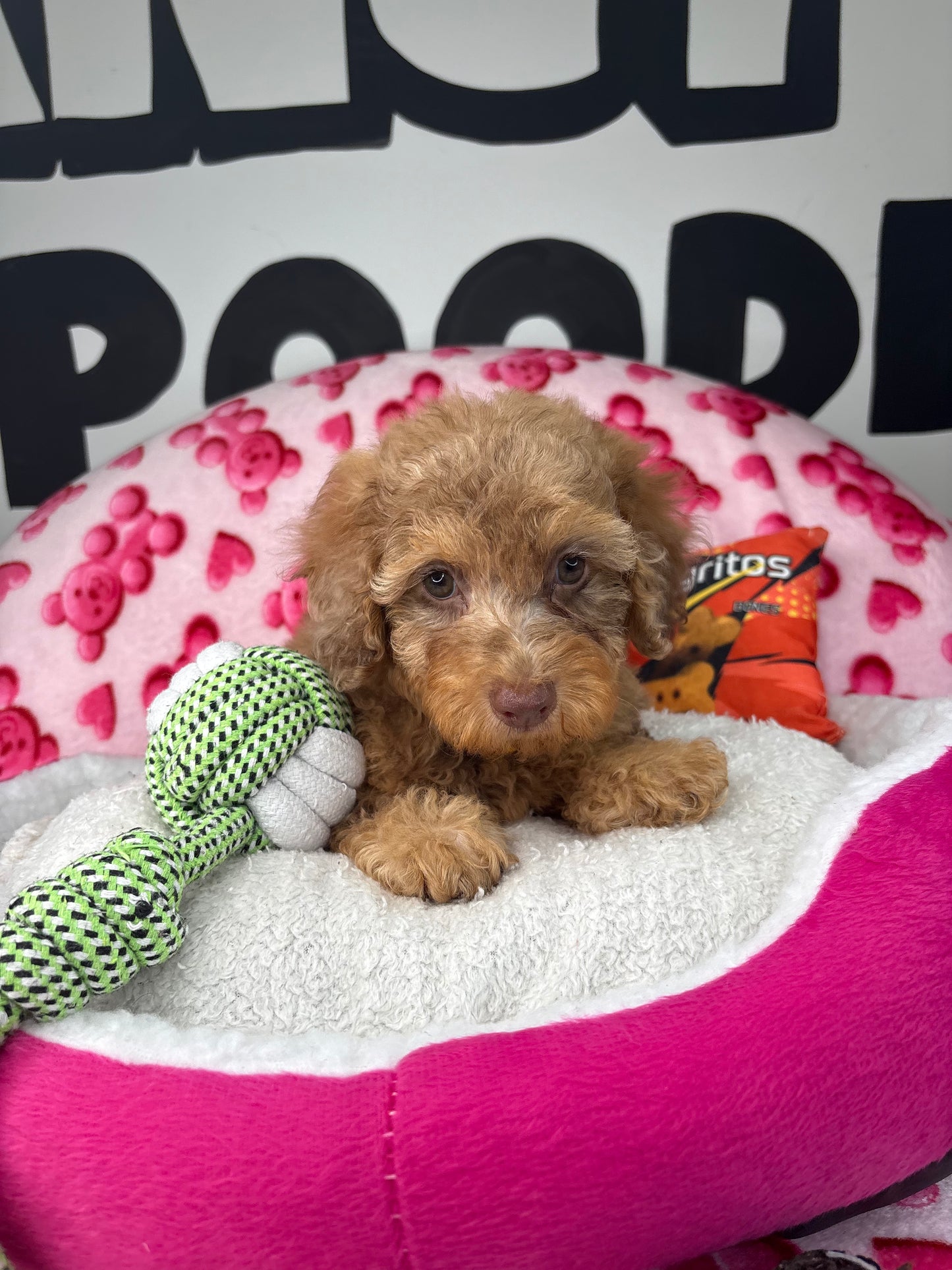 Chocolate Merle Male Toy Poodle 🐩 (Deposit Only ‼️ Please Read The Description Below ‼️)