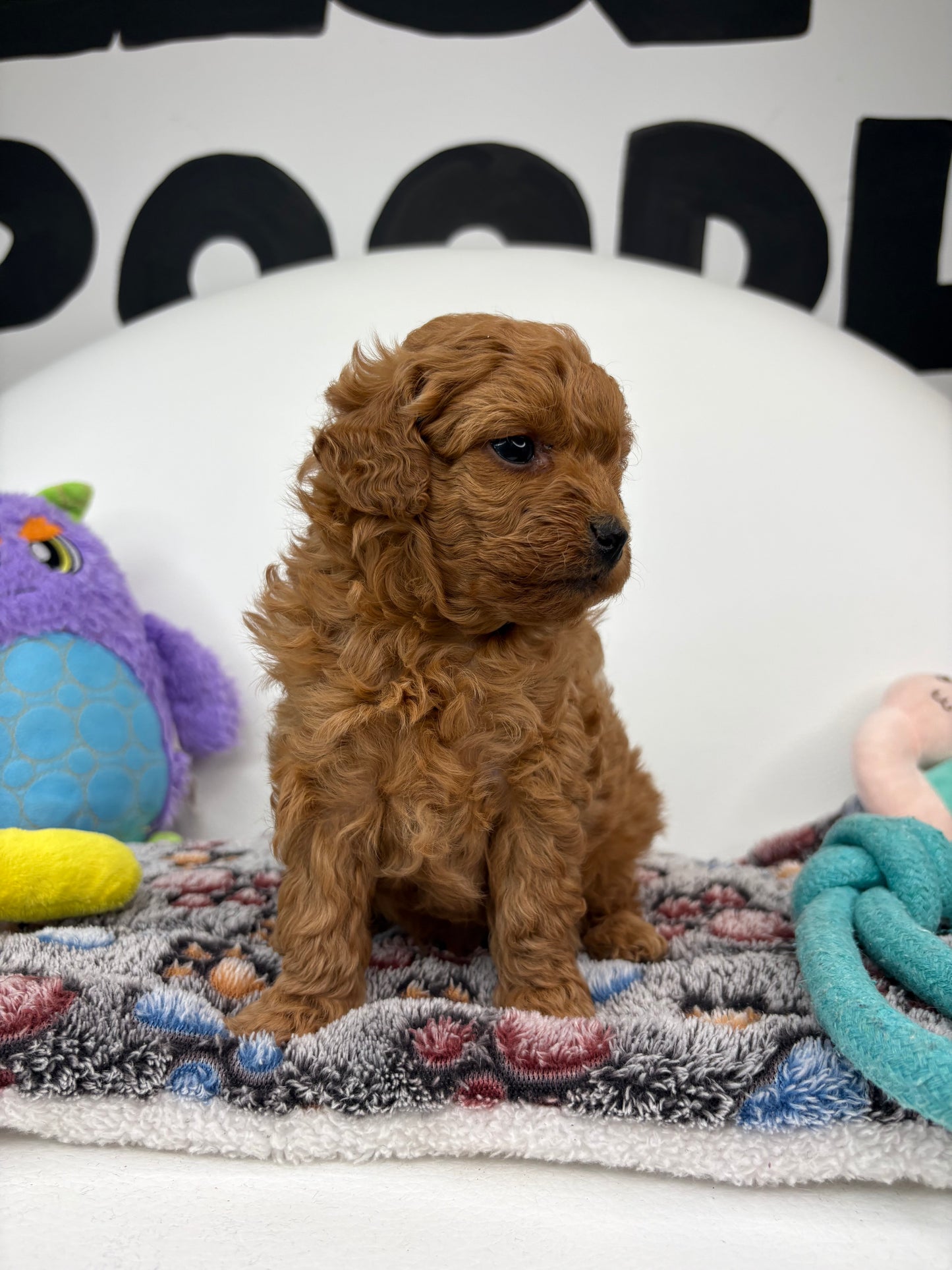 Ruby The Red Female Toy Poodle (Deposit Only‼️ Please Read The Description Below‼️)