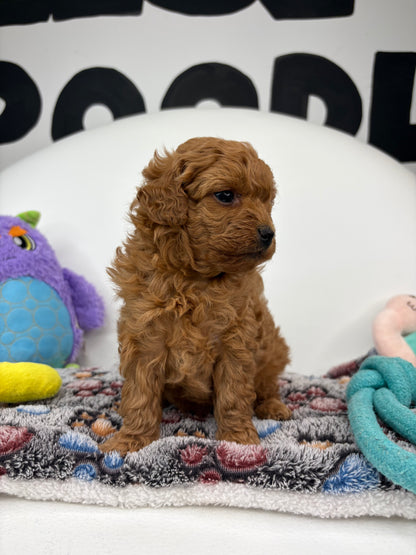 Ruby The Red Female Toy Poodle (Deposit Only‼️ Please Read The Description Below‼️)