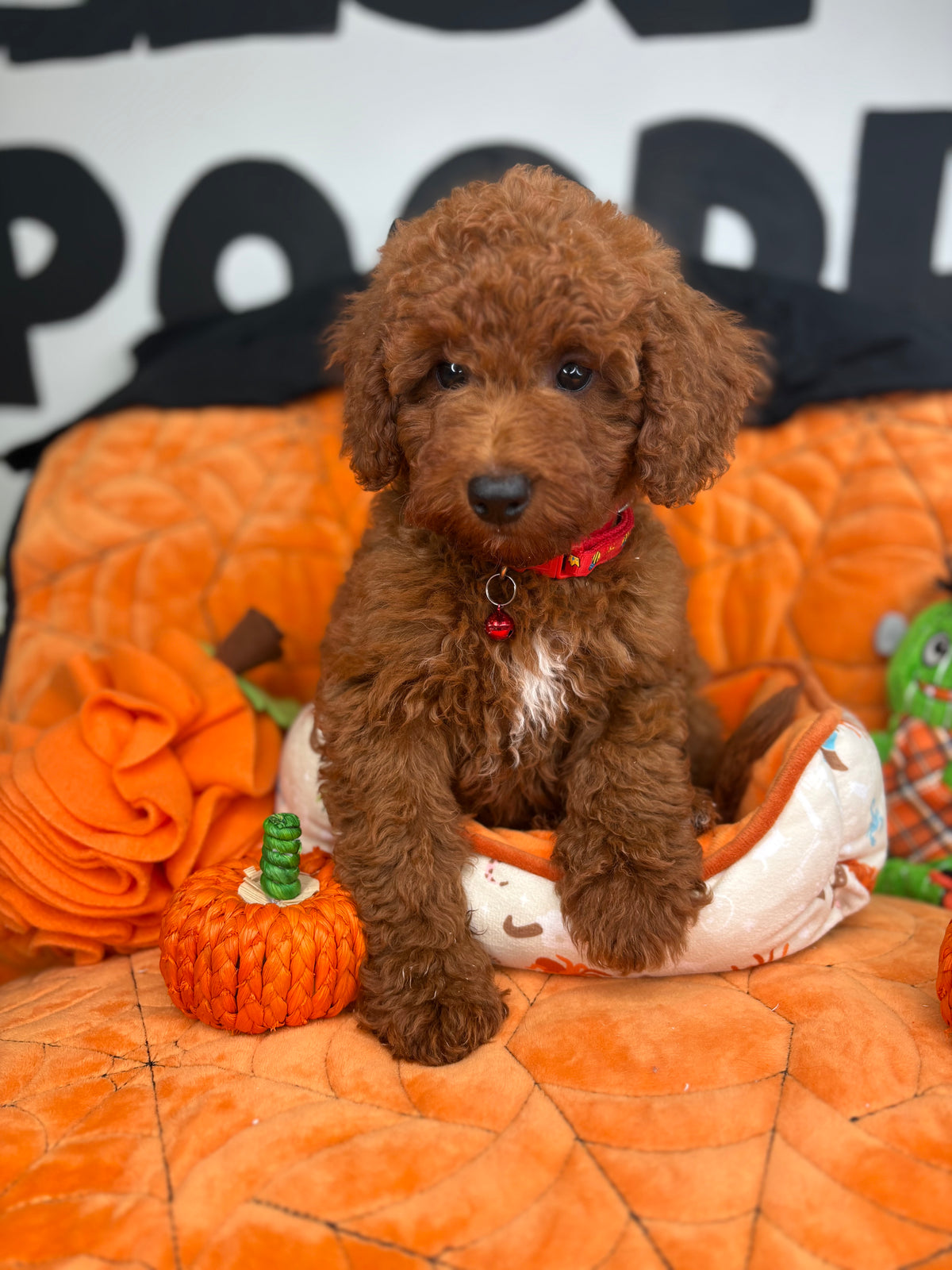 Dark Red Male Miniture Poodle (Deposit Only, Please Read The Description Below‼️)