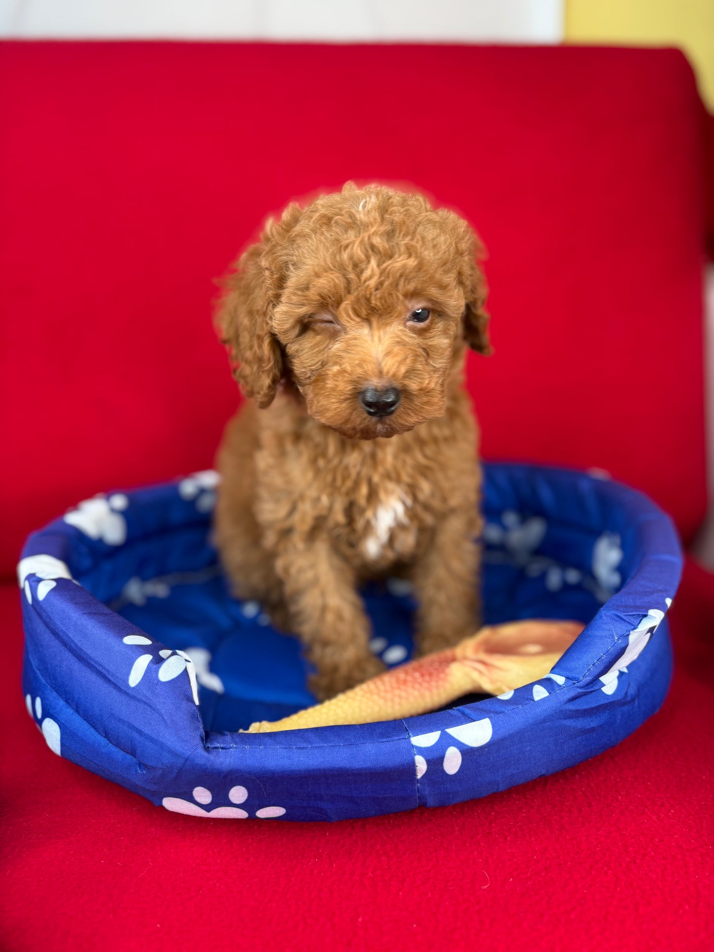 Red Male Toy Poodle 🐩 (Deposit Only‼️Please Read The Description Below‼️)