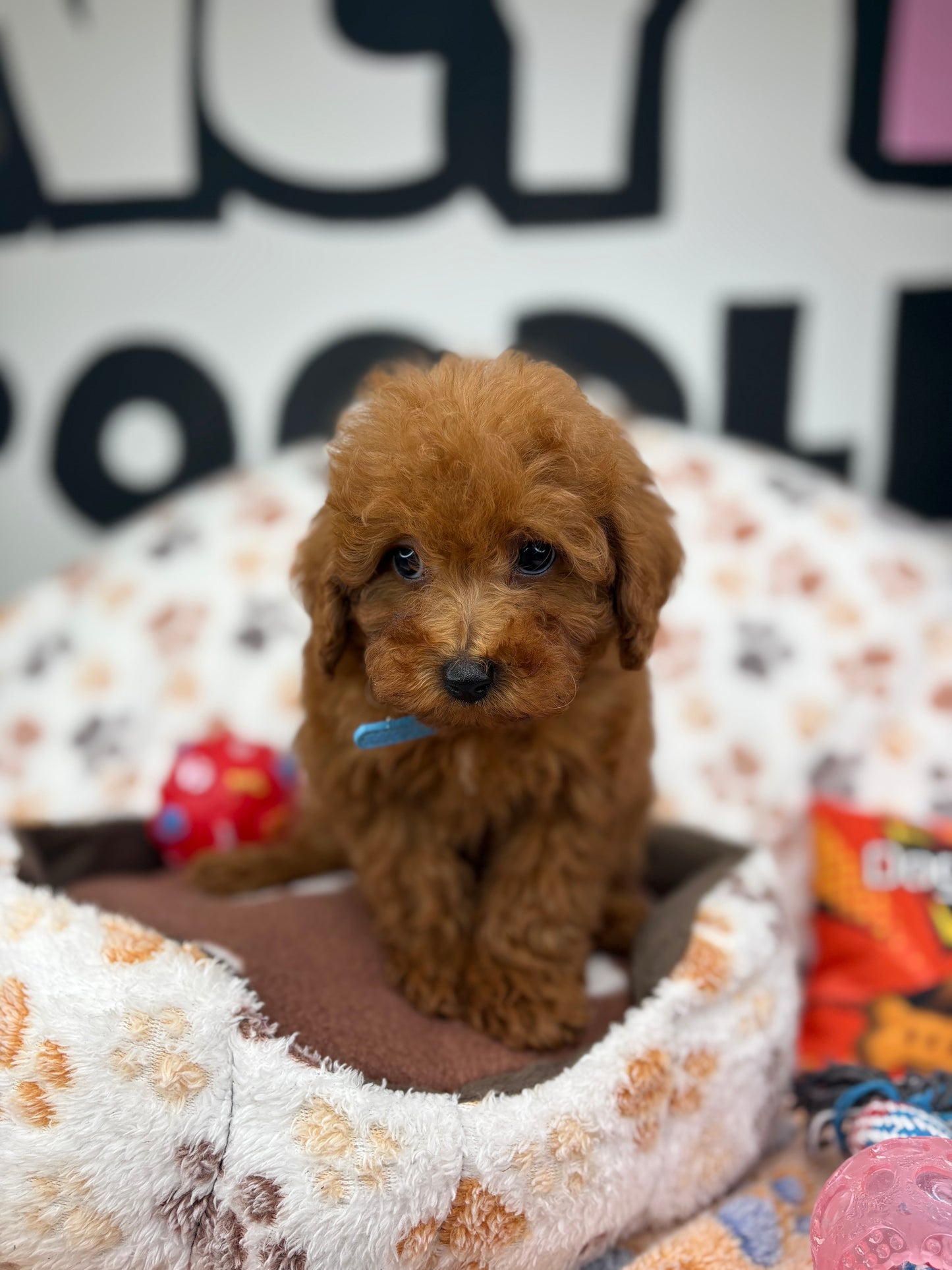 Apricot Male Toy Poodle ( Deposit Only, Please Read The DESCRIPTION Below‼️)