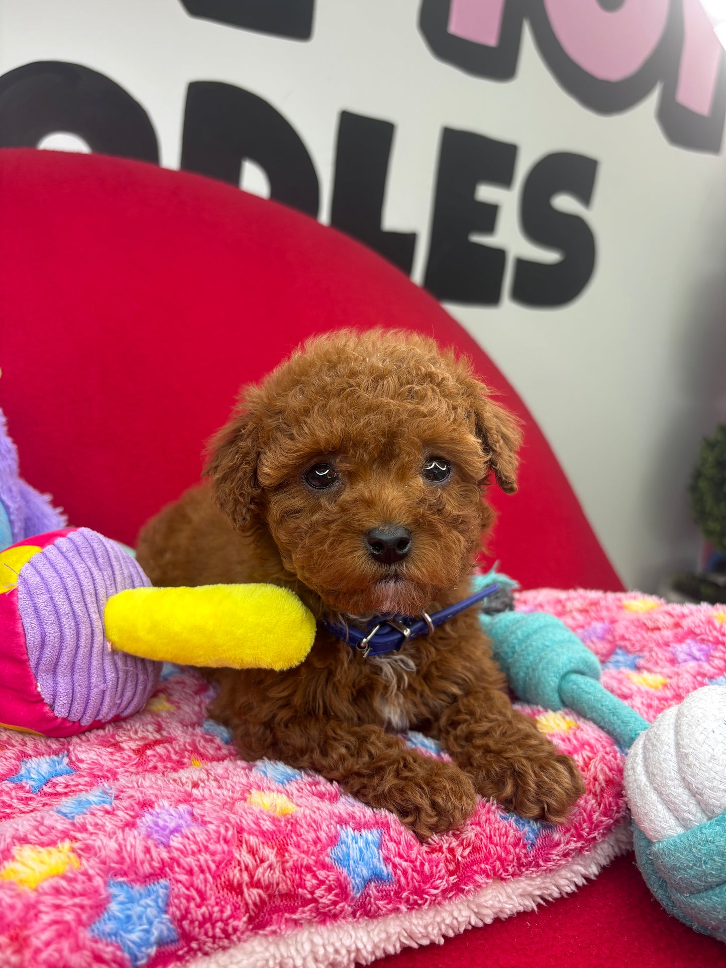 Dark Red Male Miniture Poodle (Deposit Only, Please Read The Description Below‼️)