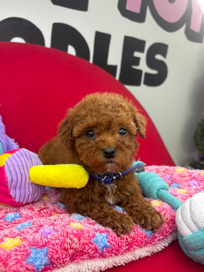 Dark Red Male Miniture Poodle (Deposit Only, Please Read The Description Below‼️)