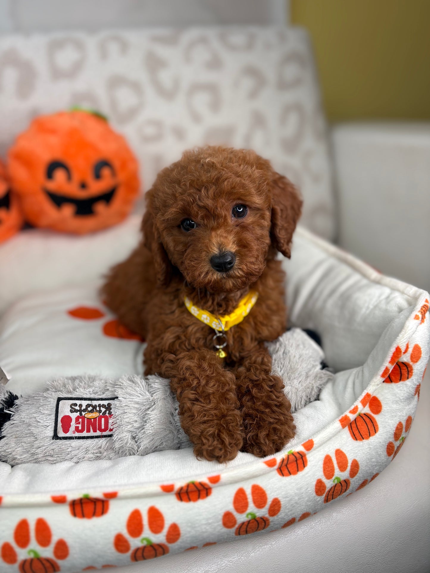 Red Female Miniature Poodle ( Deposit Only, Please Read The DESCRIPTION Below‼️)