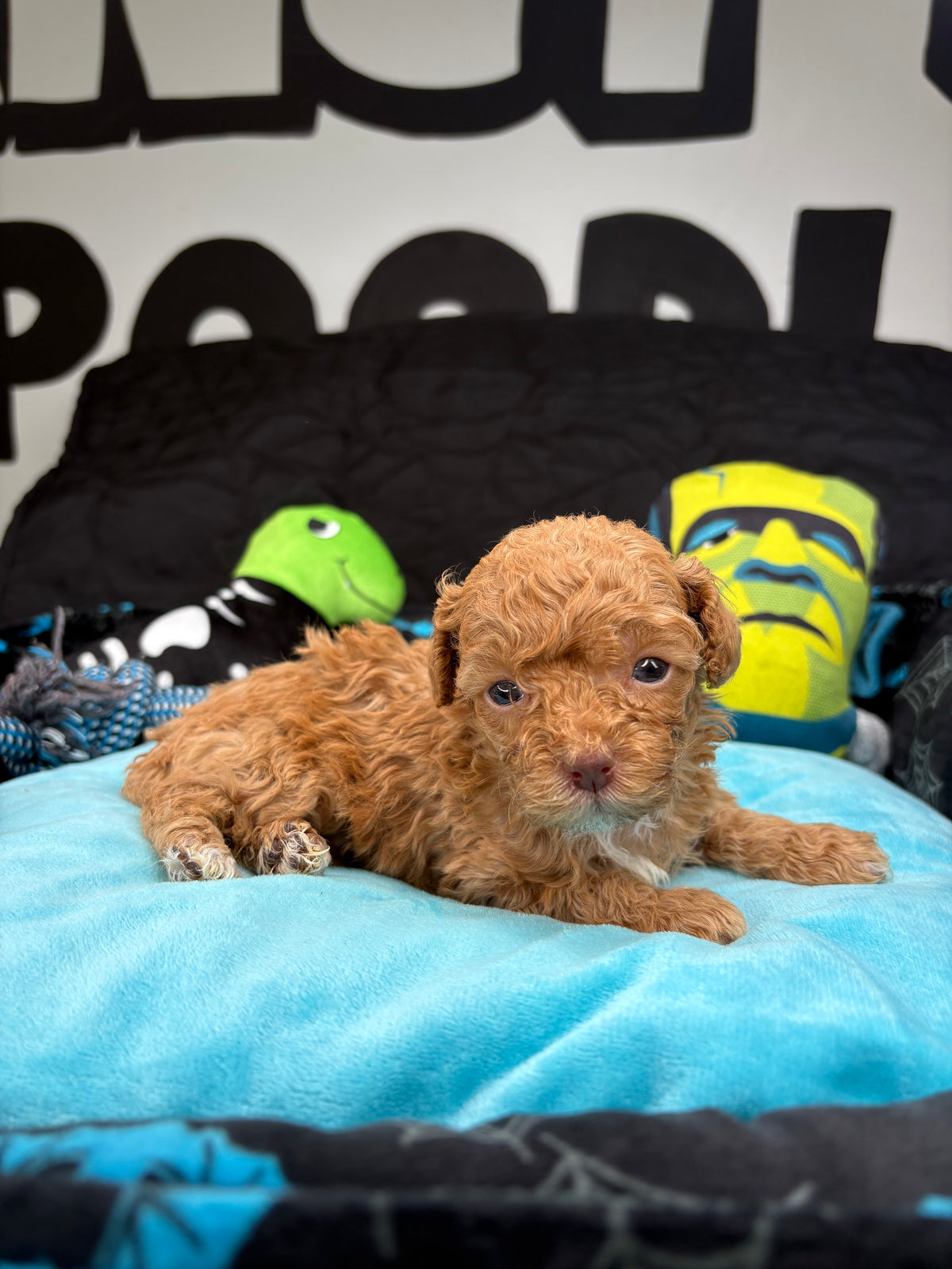 VERY TINY Phil The Apricot Male Teacup Poodle (Deposit Only‼️ Please Read The Description Below‼️)