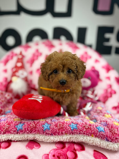 Apricot Female Teacup Poodle (Deposit Only‼️Please Read The Description Below‼️)