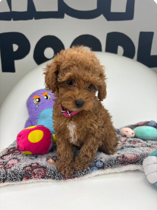 Apricot Male Toy Poodle (Deposit Only‼️Please Read The Description Below‼️)