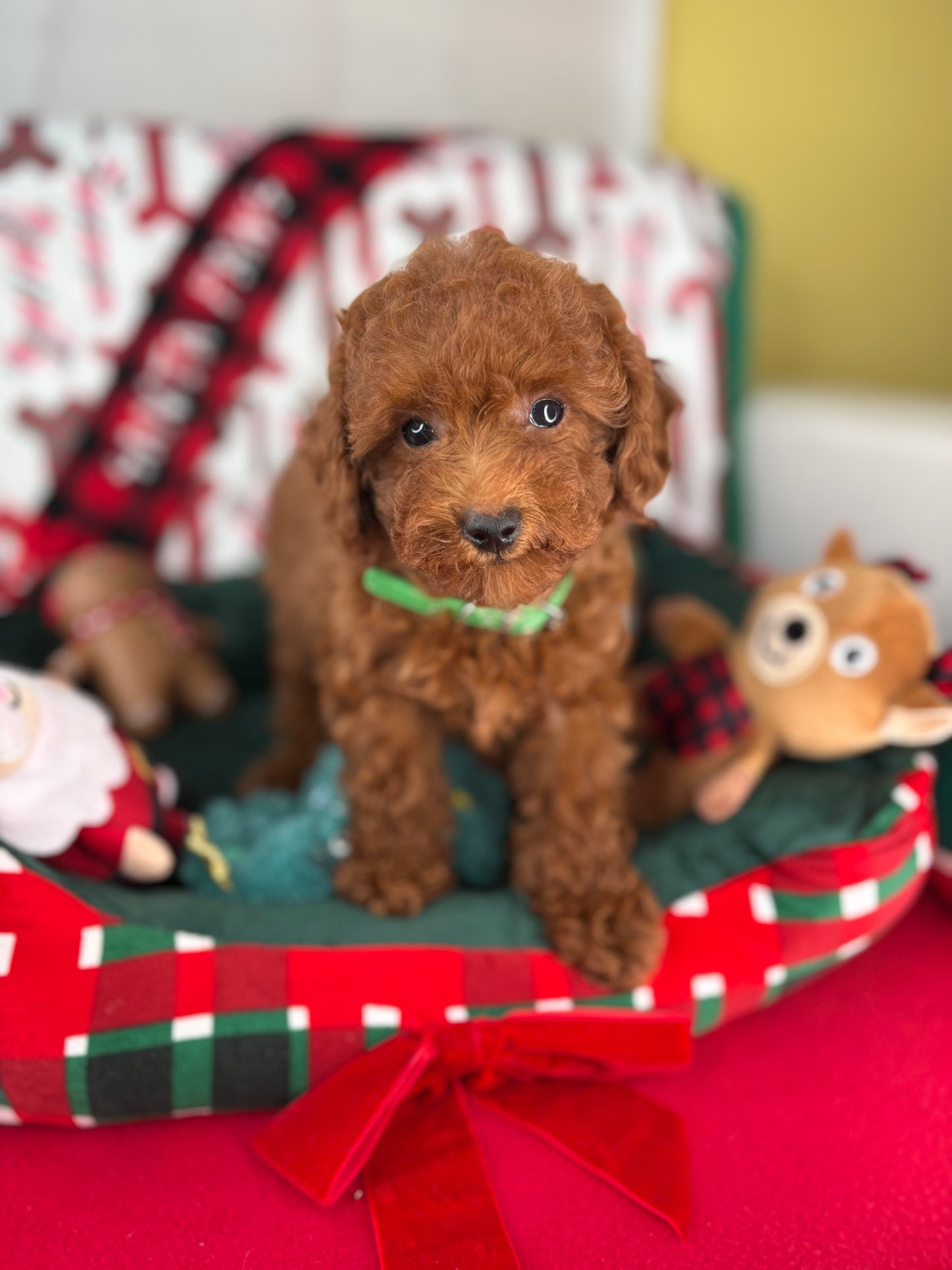 Dark Red Female Toy Poodle ( Deposit Only, Please Read The DESCRIPTION Below‼️)