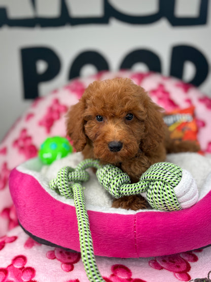 Red Male Toy Poodle 🐩 ‼️(Deposit Only, Please Read The Description Below‼️)