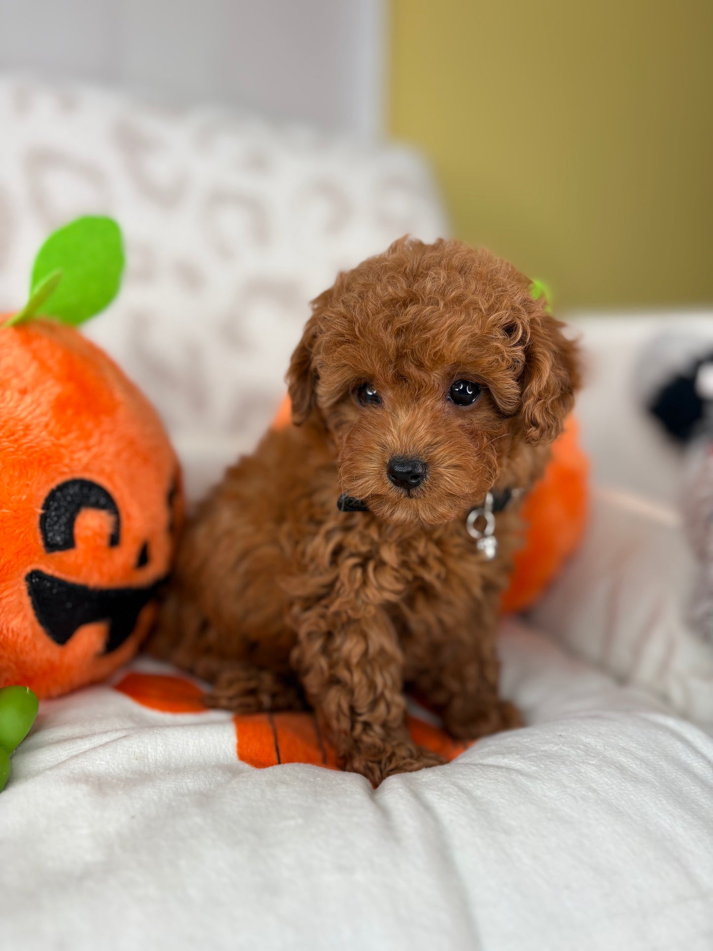 Apricot Male Teacup Poodle (Deposit Only‼️Please Read The Description Below‼️)