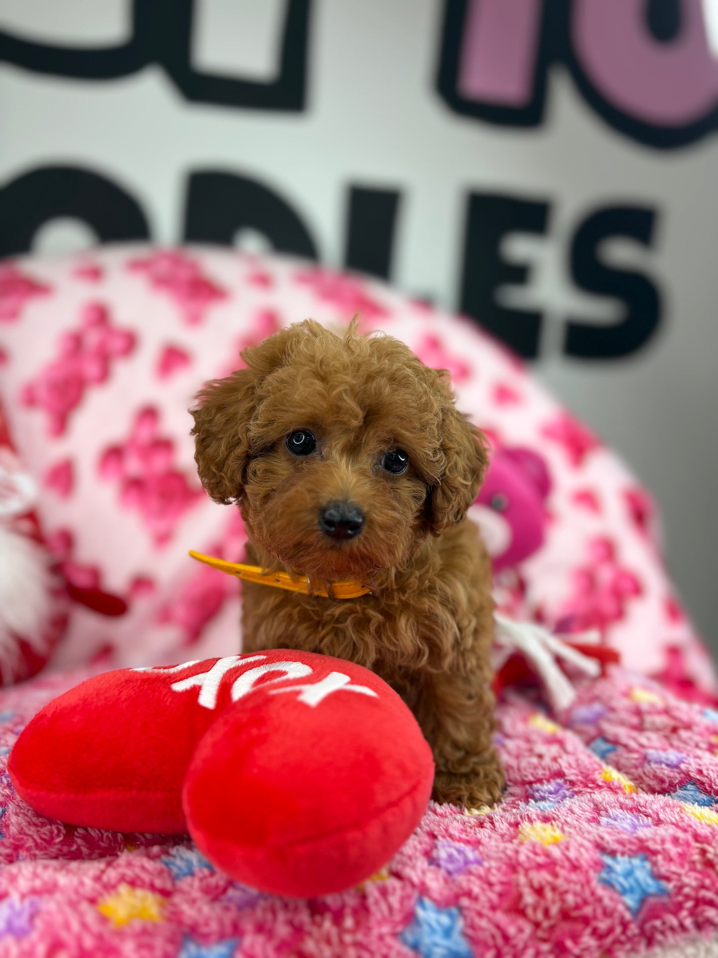 Apricot Female Teacup Poodle (Deposit Only‼️Please Read The Description Below‼️)