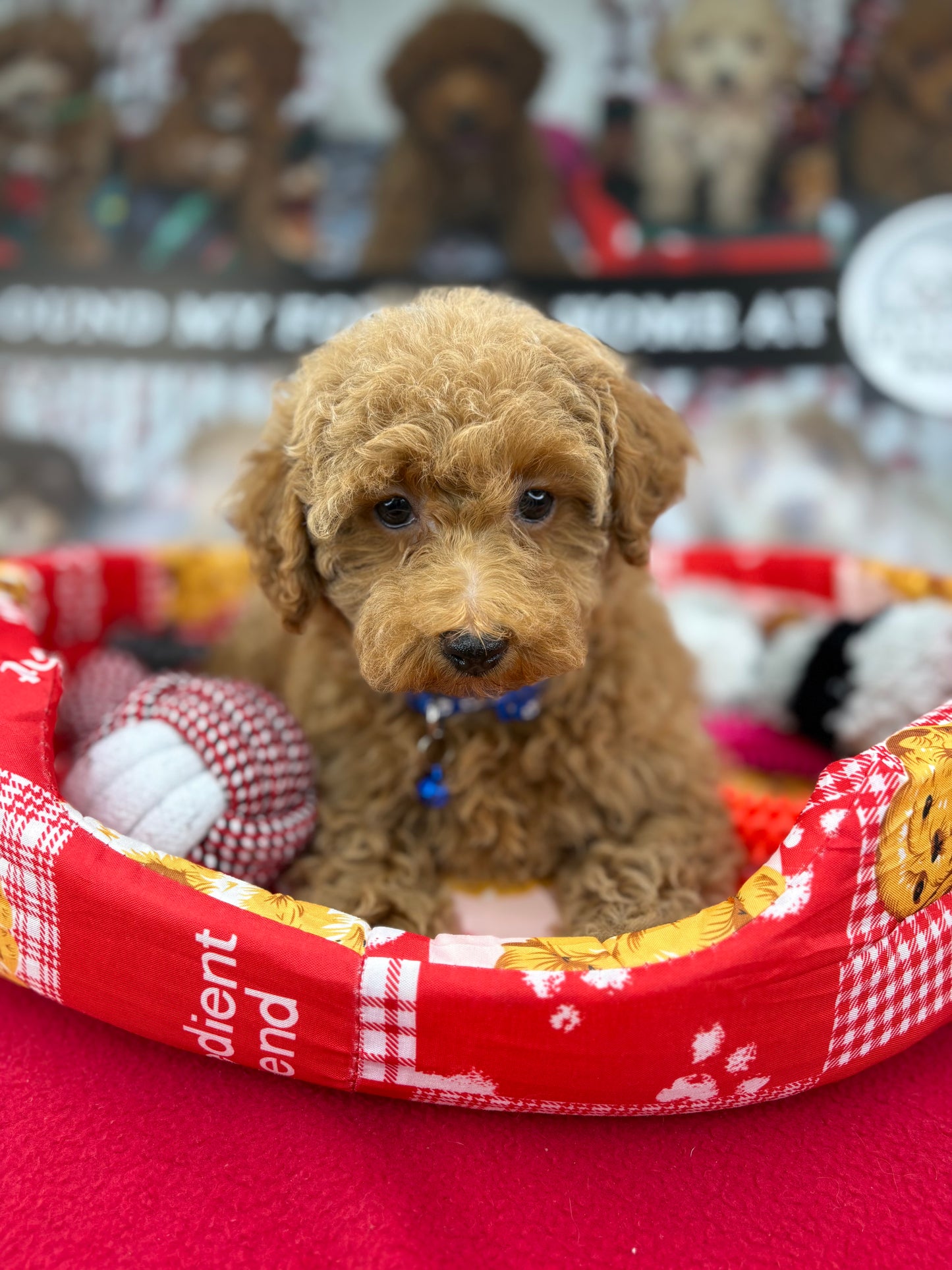 Apricot Female Miniature Poodle  (Deposit Only ‼️ Please Read The DESCRIPTION Below‼️)