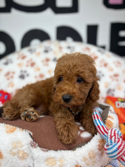 Red Male Toy Poodle ‼️(Deposit Only ‼️ Please Read The Description Below ‼️)