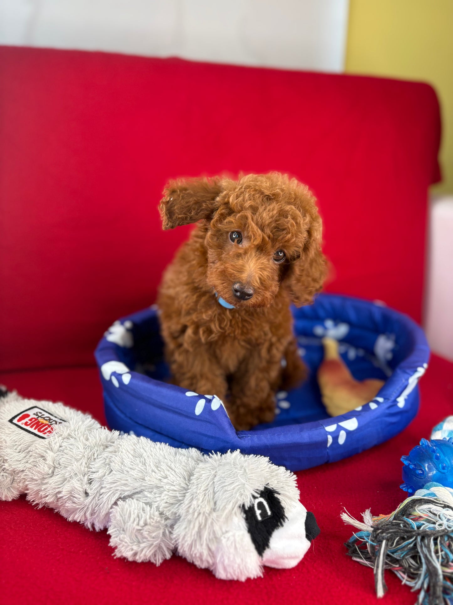 Red Female Toy Poodle ( Deposit Only, Please Read The DESCRIPTION Below‼️)