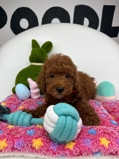 Red Male Miniature Poodle 🐩 (Deposit Only‼️Please Read The Description Below‼️)