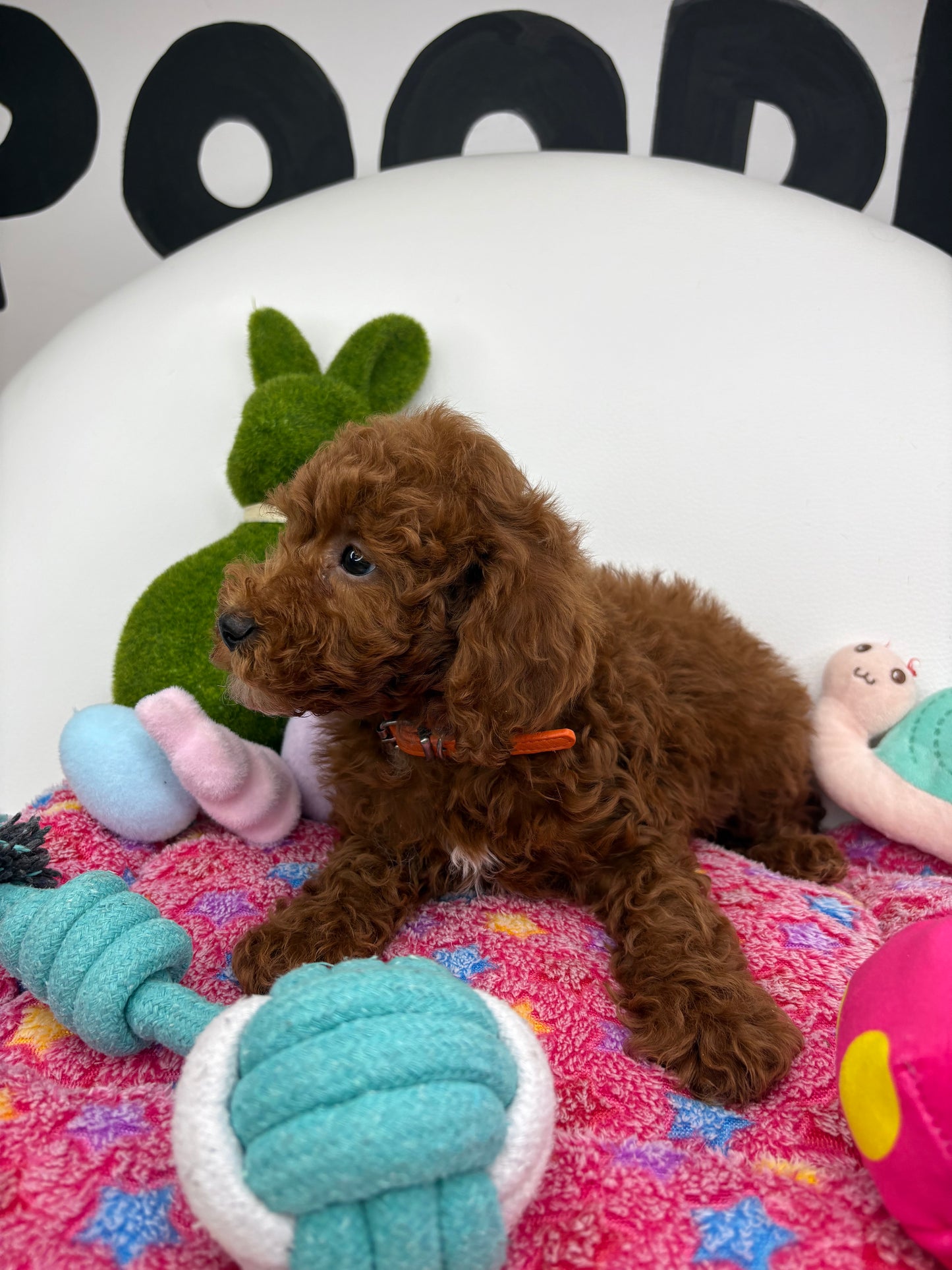 Red Male Miniature Poodle 🐩 (Deposit Only‼️Please Read The Description Below‼️)