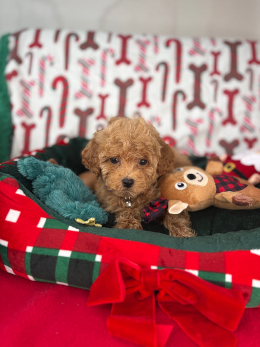 Apricot Male Teacup Poodle (Deposit Only‼️ Please Red The DESCRIPTION Below‼️)