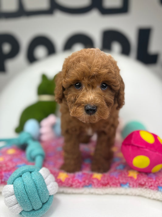 Red Male Toy Poodle ‼️(Deposit Only ‼️ Please Read The Description Below ‼️)