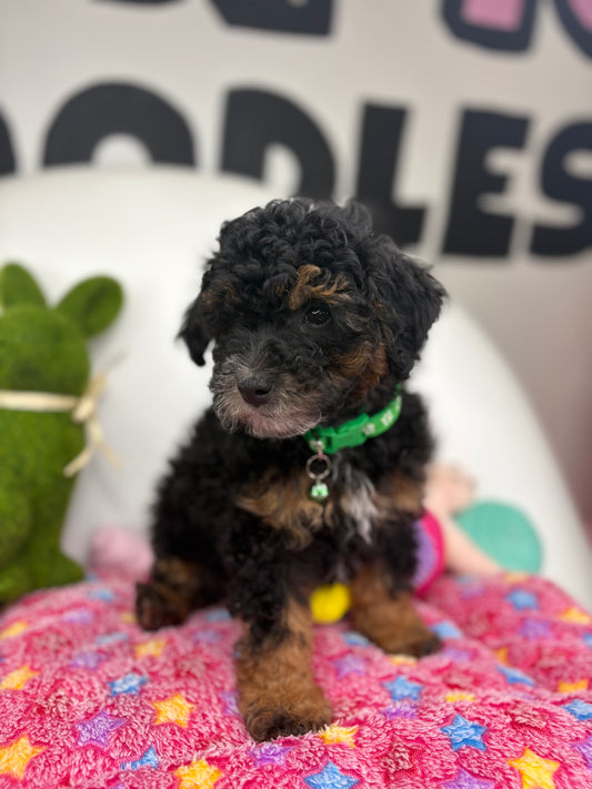 Red Phantom Male Toy Poodle (Deposit Only‼️Please Read The Description Below‼️)