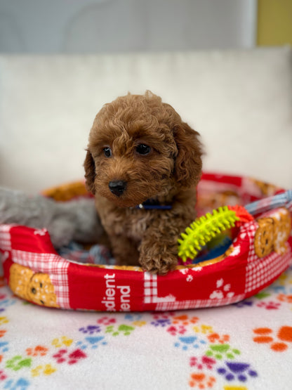 Apricot Female Toy Poodle (Deposit Only‼️Please Read The Description Below‼️)