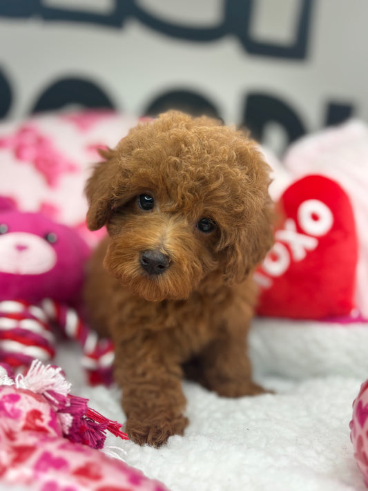 Red Female Toy Poodle (Deposit Only‼️Please Read The Description Below‼️)