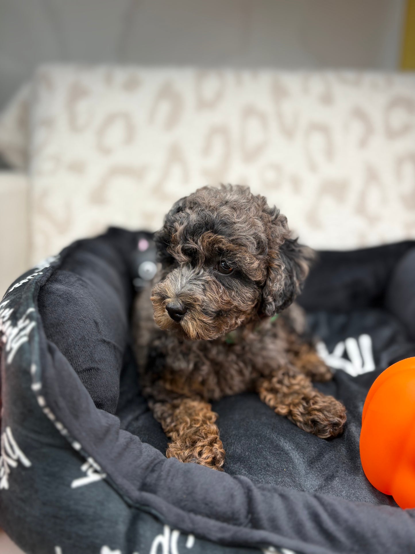 Merle Phantom Female Toy Poodle (Deposit Only‼️ Please Read The Description Below‼️)