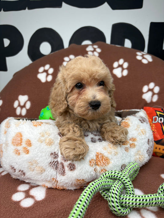 Apricot Male Toy Poodle (Deposit Only‼️Please Read The Description Below‼️)