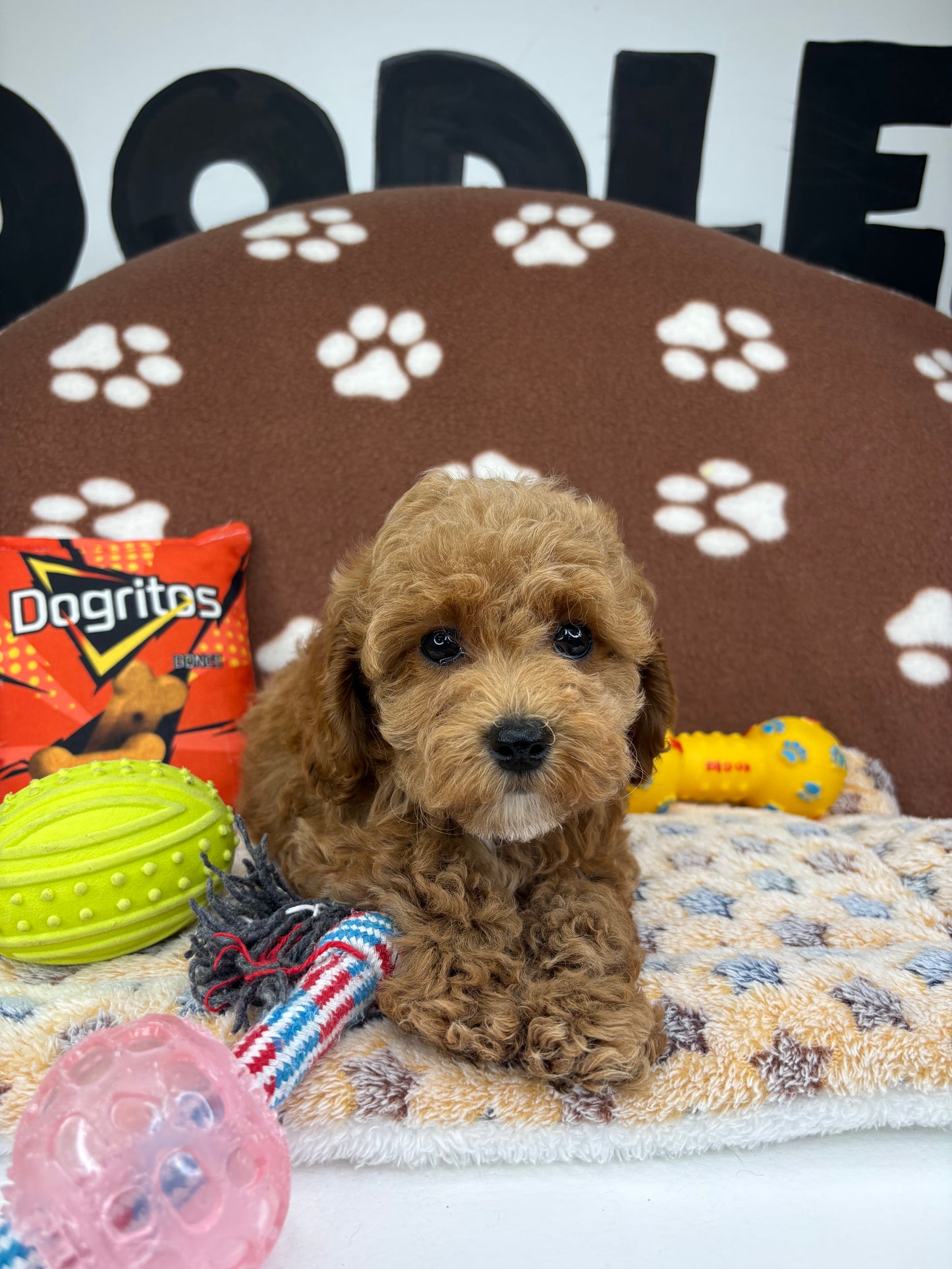 Apricot Female Teacup Poodle (Deposit Only‼️Please Read The Description Below‼️)