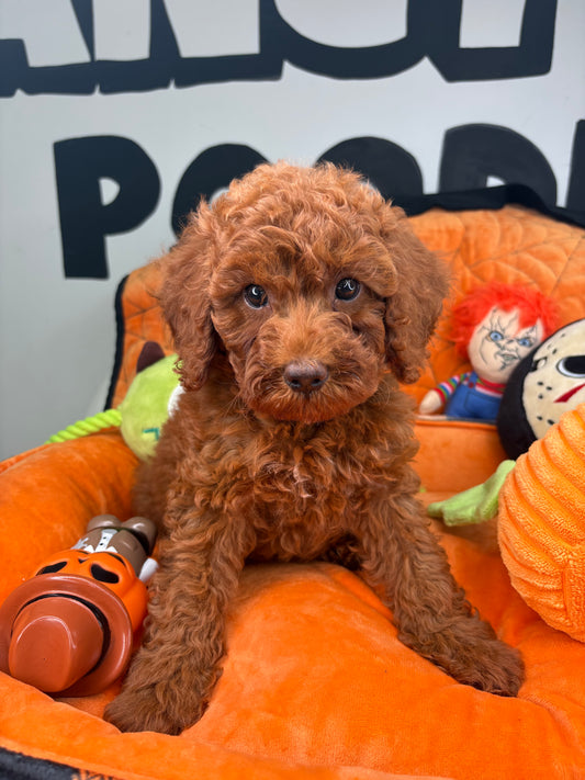 Red Male Toy Poodle ‼️ (Deposit Only Please Read The DESCRIPTION Below‼️