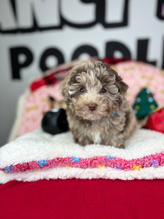 Chocolate Merle Female Teacup Poodle (Deposit Only‼️Please Read The Description Below‼️)