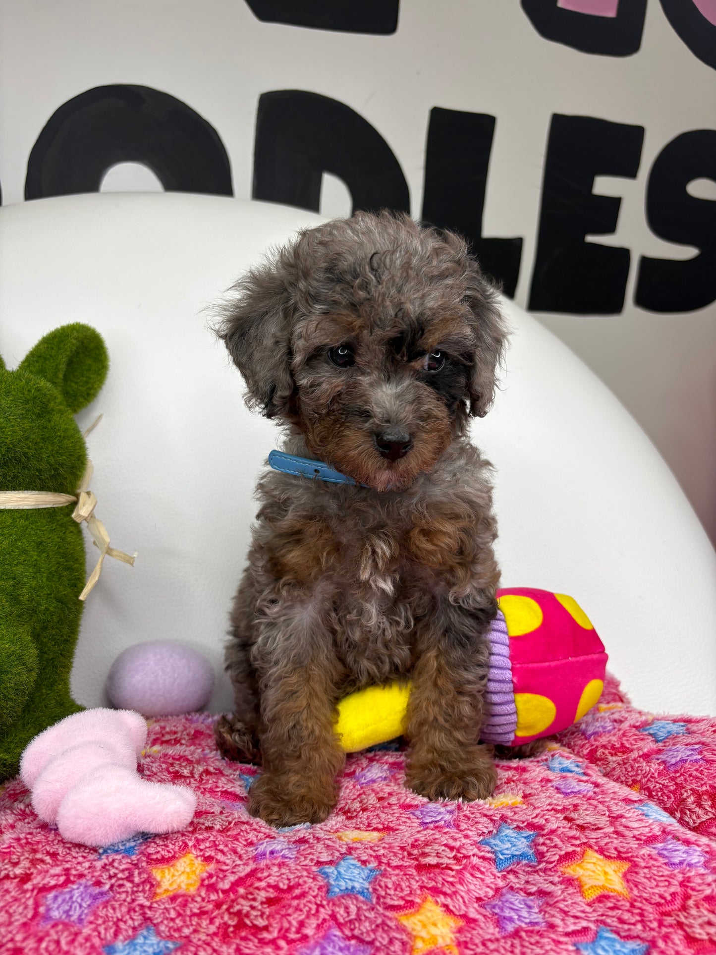 Merle Phantom Female Toy Poodle (Deposit Only ‼️ Please Read DESCRIPTION Below‼️)