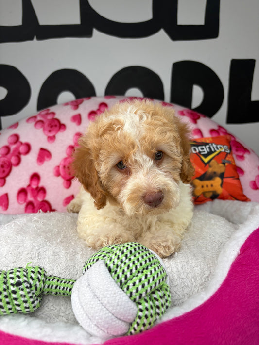 Party Colored Female Toy Poodle 🐩 (Deposit Only‼️Please Read The Description Below‼️)