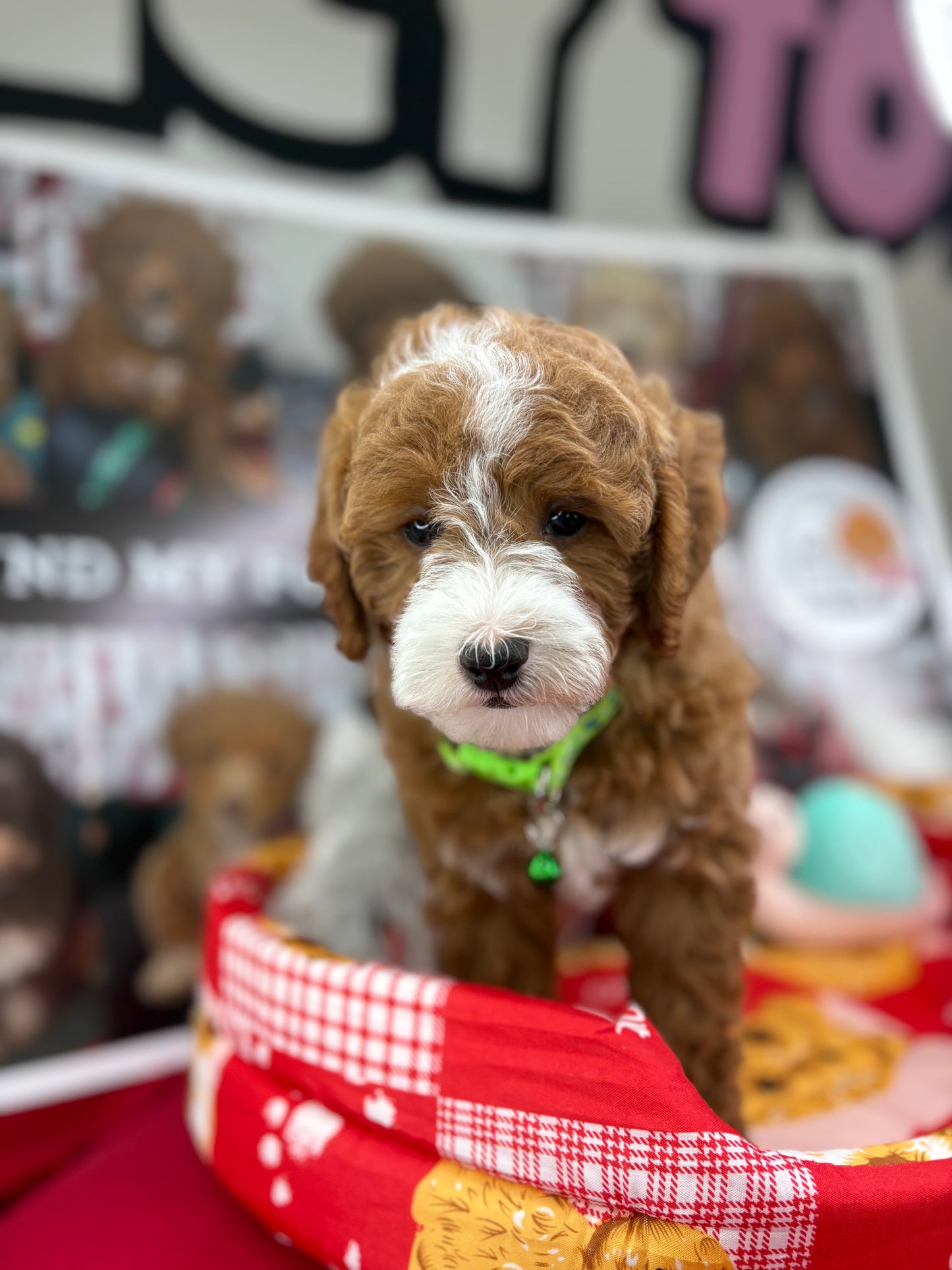 Frosty The Red And White Male Toy Poodle 🐩 (Deposit Only‼️Please Read The Description Below‼️)