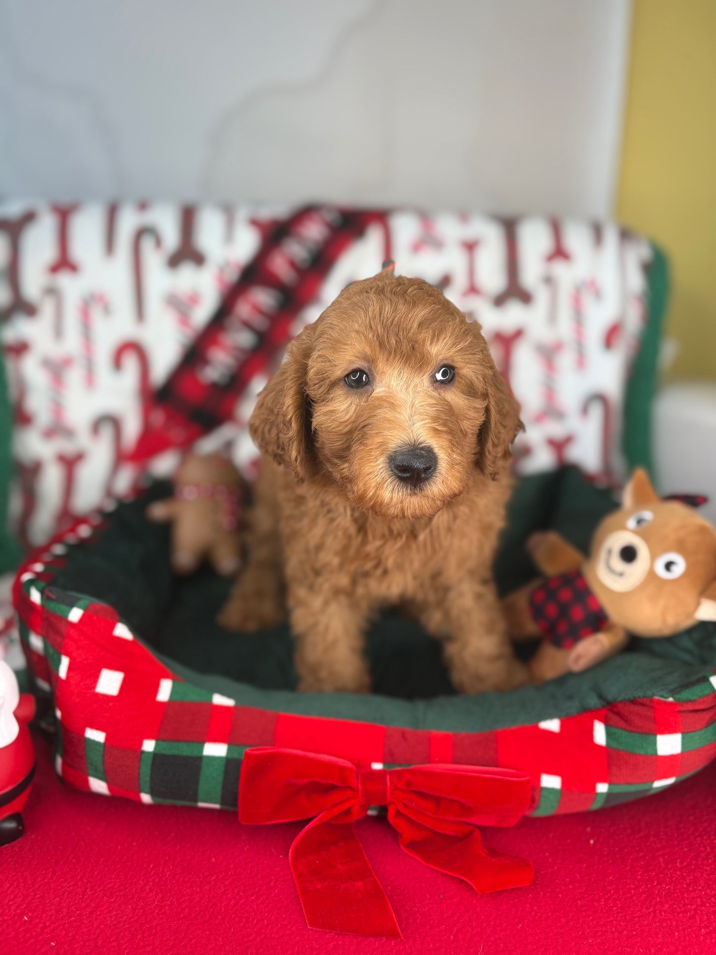 Red Male Miniature Poodle PROMOTION Pup (Deposit Only ‼️Please Read The DESCRIPTION Below‼️)