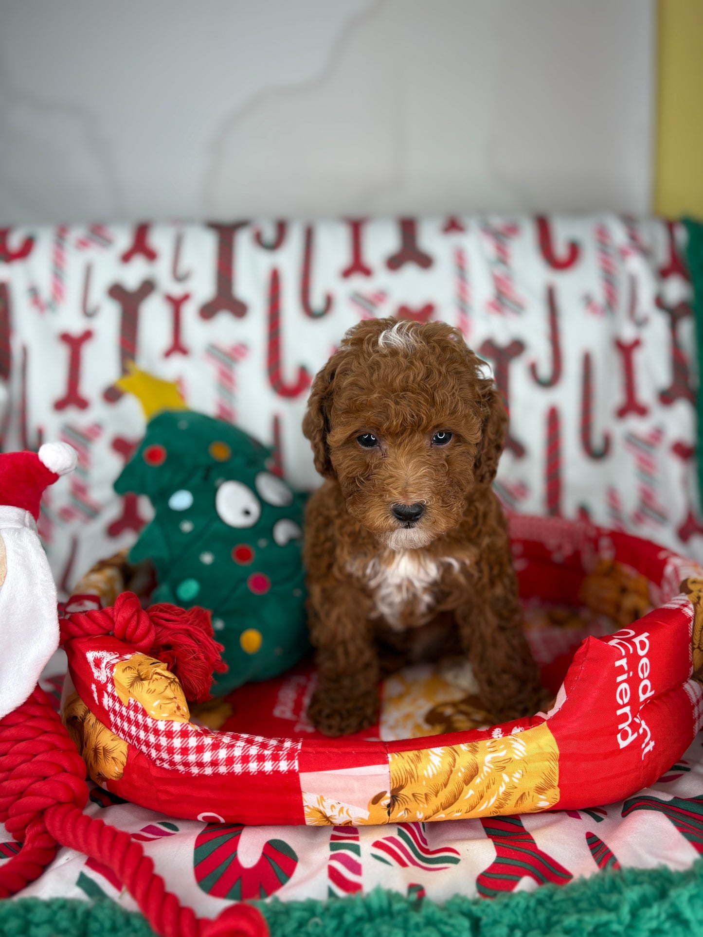 Dark Red And White Male Toy Poodle (Deposit Only‼️Please Read The Description Below‼️)