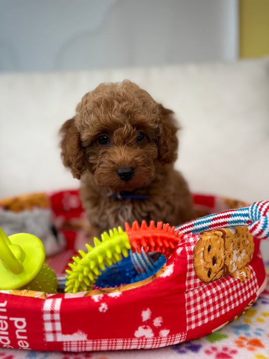 Apricot Female Toy Poodle (Deposit Only‼️Please Read The Description Below‼️)
